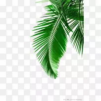 槟榔科植物叶白色剪贴画.绿色棕榈叶图片材料