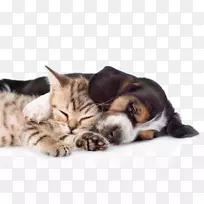 巴塞特猎犬波斯猫小狗雪貂-可爱的宠物猫和狗