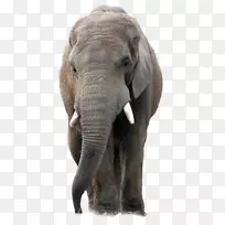 大象油漆店专业图标-动物