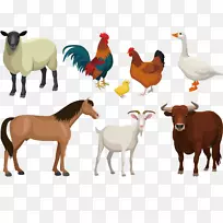 牛、羊、牲畜.农场动物病媒图