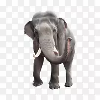 非洲灌木丛象，印度象股摄影，象头，旅店-大象