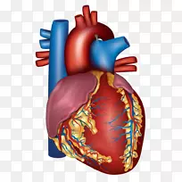 血管、心脏、循环系统、动脉健康-人类心脏