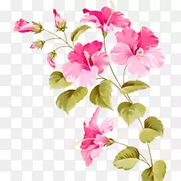 芙蓉载体植物-花卉