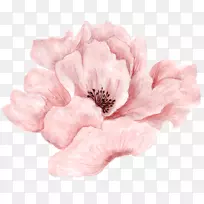 水彩画-美丽的粉红色花朵盛开