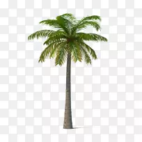 椰子树-棕榈树