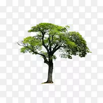 丁腈橡胶单体1，3-丁二烯-树木，景观树