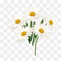 普通菊花-矢车菊白色向日葵