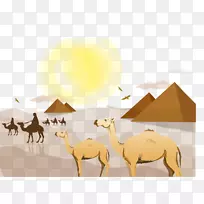 撒哈拉沙漠景观-骆驼
