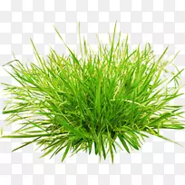 草片艺术-绿草植物