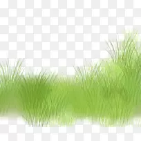 绿草图案-灌木丛
