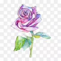 水彩画花园玫瑰蜈蚣玫瑰插图.水彩画花