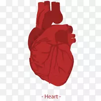 心脏智人图标-载体人心脏