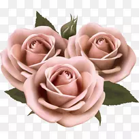 玫瑰粉色剪贴画-盛开的花朵