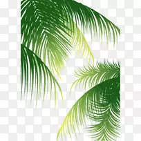 槟榔科椰子树-椰子树材料