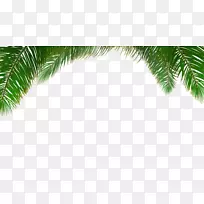 槟榔科植物叶-棕榈树背景