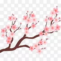 樱花梅花-美丽的樱桃树