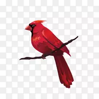 鸟类红色剪贴画-鸟