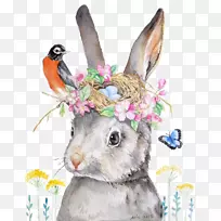 荷兰兔画插图-兔子