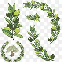 橄榄枝、橄榄花环、砧木摄影插图.绿色橄榄枝