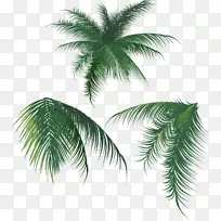 椰子叶槟榔科椰子叶