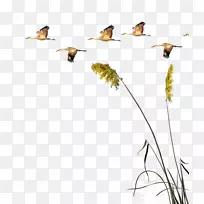 天鹅海报自然-大雁与芦苇