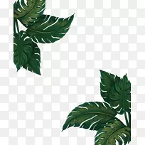 香蕉叶载体-绿香蕉叶架