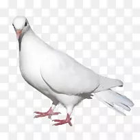 鸽子和鸽子家鸽鸟放飞鸽子-白鸽透明PNG图片