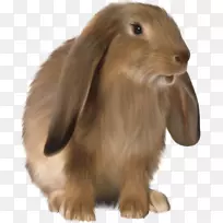 兔子可伸缩图形剪辑艺术-可爱的棕色兔子PNG图片
