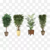 乔木花盆室内植物.绿色盆栽植物常绿树类