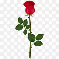 玫瑰图形剪辑艺术-红玫瑰PNG图像