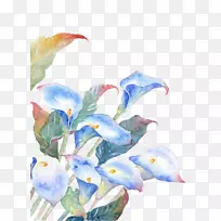 水彩画花卉插图.蓝色花朵