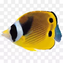 鱼类剪贴画-鱼类剪贴画PNG图像