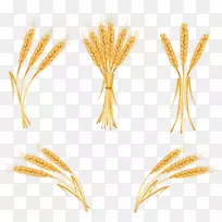 小麦免费剪贴画-小麦PNG