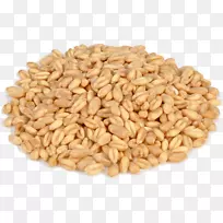 虎耳山麦粒-小麦PNG