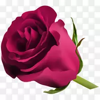 蓝玫瑰插花艺术-粉红色玫瑰PNG剪贴画
