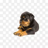 罗威勒拉布拉多猎犬宠物犬品种-黑色宠物狗