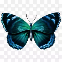 蝴蝶剪贴画-蓝色蝴蝶透明PNG图像