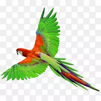 新几内亚鹦鹉剪贴画-飞行中的鹦鹉