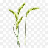 小麦剪贴画-小麦PNG