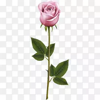蓝色玫瑰剪贴画-粉红色玫瑰与茎PNG透明剪贴画图像