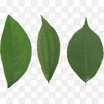 巴布亚新几内亚-绿叶PNG叶树