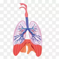 肺呼吸系统呼吸解剖生理学心脏和肺功能