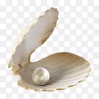 珍珠贝壳首饰-贝壳PNG