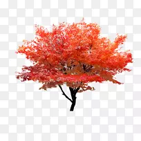 红色枫树秋叶色树-红色枫树