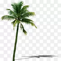 椰子树叶-椰子树