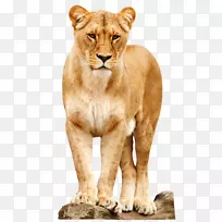 狮子非洲猫科虎-狮子PNG