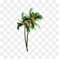 椰子糖槟榔科-椰子树