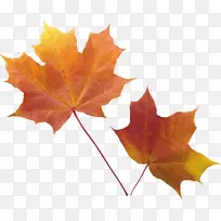秋叶颜色-秋八角叶