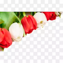 英迪拉甘地纪念郁金香花园花壁纸-郁金香花背景