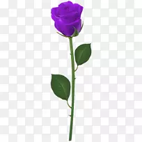 花园玫瑰、蜈蚣玫瑰、剪贴画-玫瑰带茎紫色的PNG剪贴画